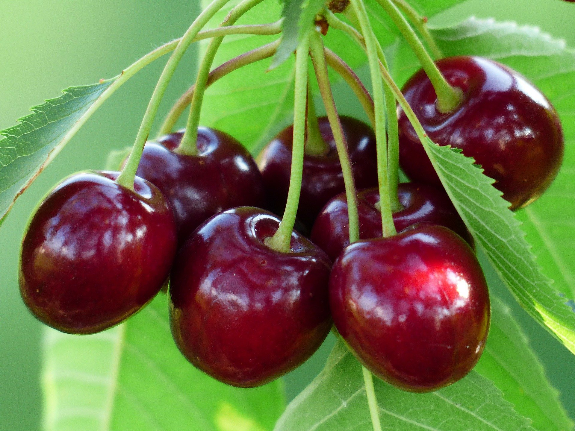 cherry-167341_19201706349011.jpg