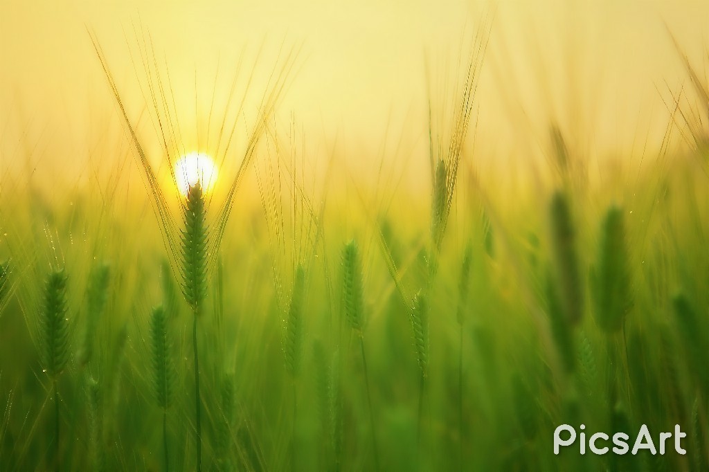 wp-1499365099901.
